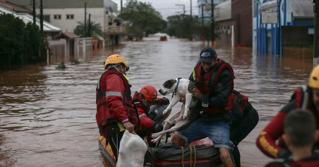After Floods, Brazil Has a Surge in Homeless Pets