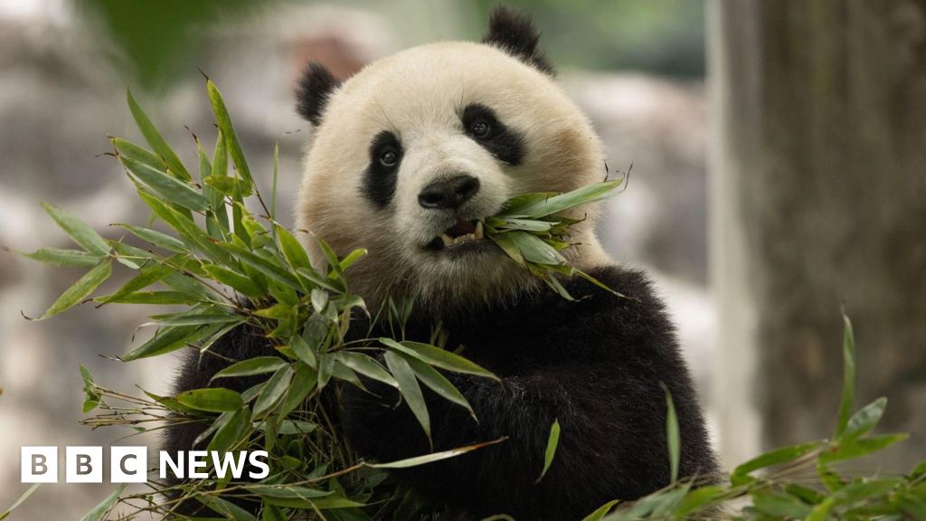 DC zoo to receive a new pair of giant pandas from China