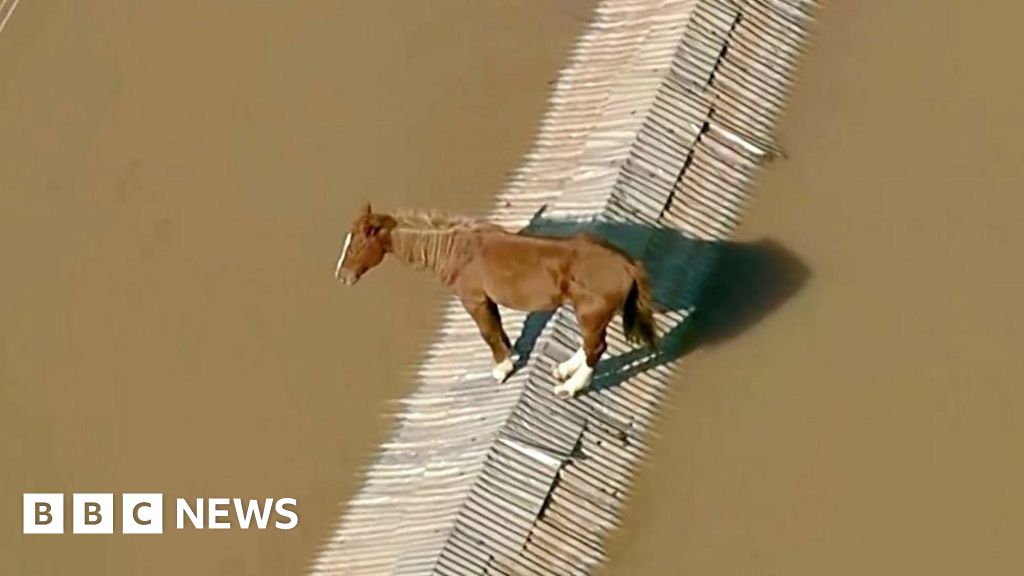 Horse stranded on rooftop