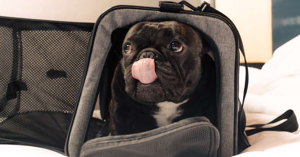 How do Westminster Dog Show Participants Travel to New York? With Planning and Plenty of Treats.