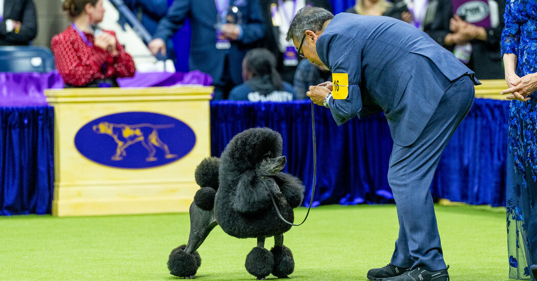 Sage, a Miniature Poodle, Wins Best in Show at Westminster Dog Show