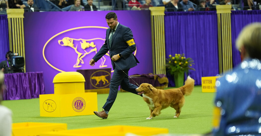Westminster Dog Show 2024 Live Updates: Best in Show Judging and Commentary