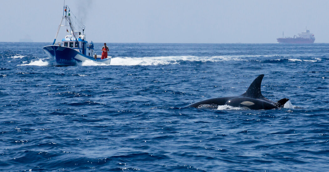 Orcas Sink Another Boat Near Iberia, Worrying Sailors Before Summer