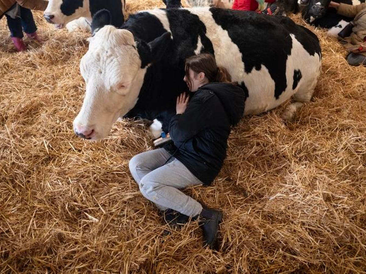 With H5N1 Bird Flu Virus Spreading, How Safe Is Cow Cuddling Now?