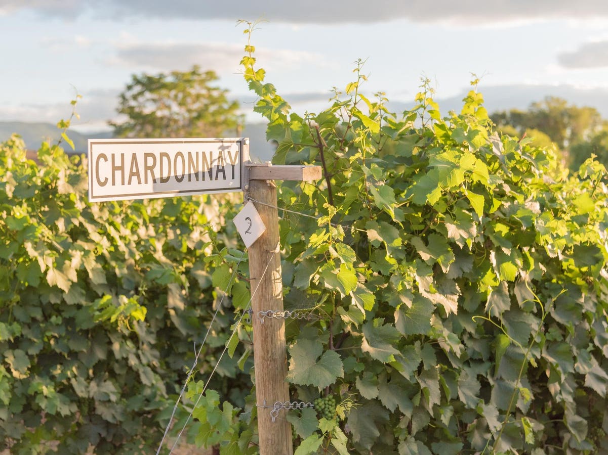 The Essential Guide To Chardonnay