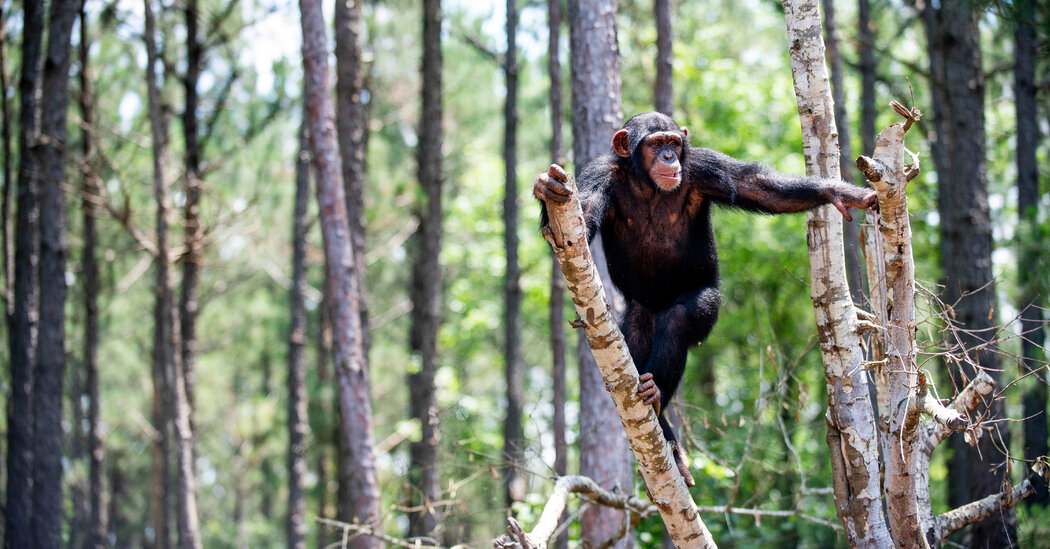 Fate of Retired Research Chimps Still in Limbo