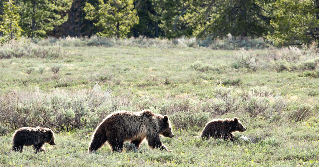 Veteran Describes Grizzly Bear Attack as ‘Most Violent’ Experience Ever