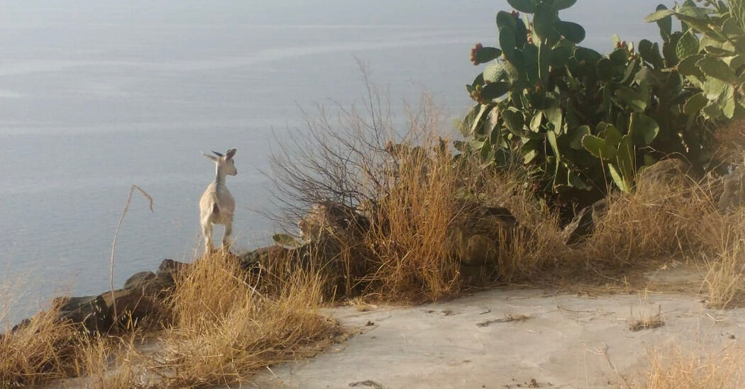 This Island Wants to Round Up Its Wild Goats. Catching Them Won’t Be Easy.