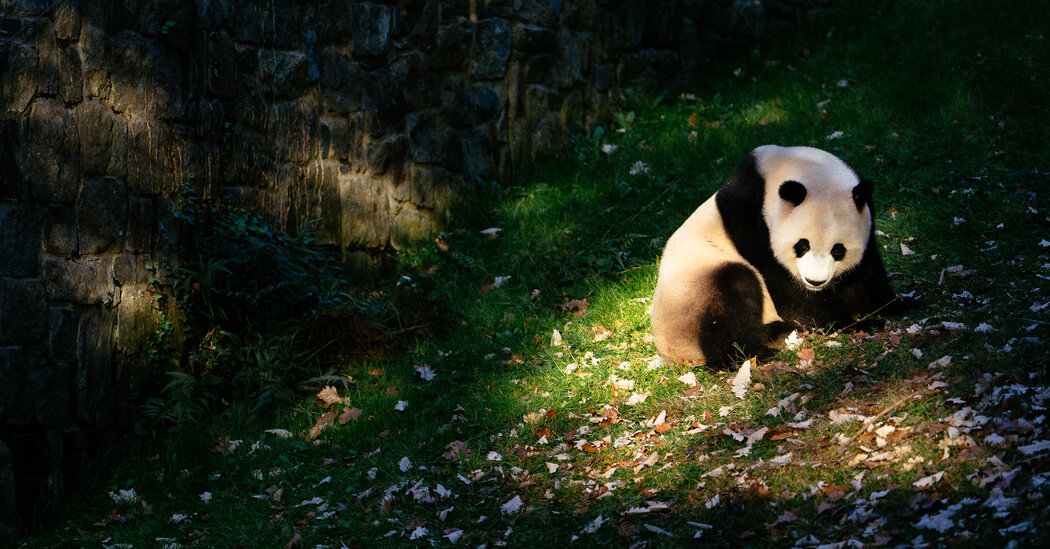 Two Giant Pandas Will Head to D.C.’s National Zoo From China