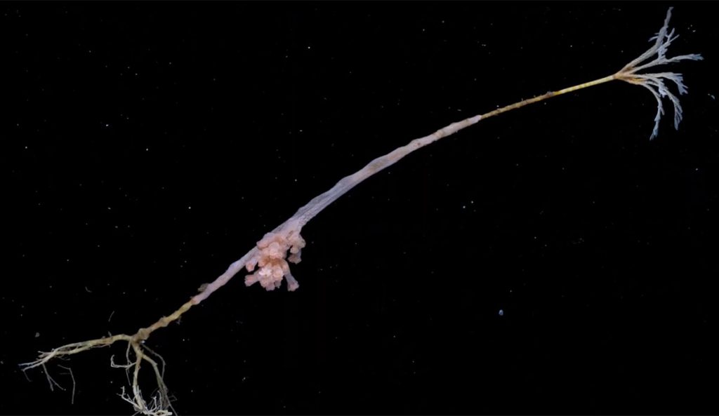 Potentially New Species of Coral Discovered in the Freezing Arctic Ocean