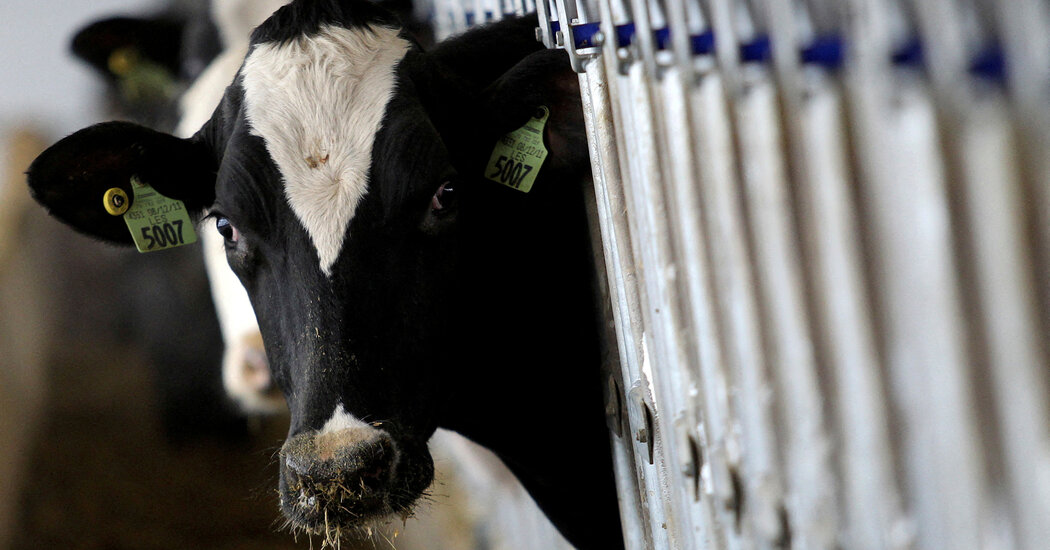 Beef Tissue from Sick Cow Tests Positive for Bird Flu Virus