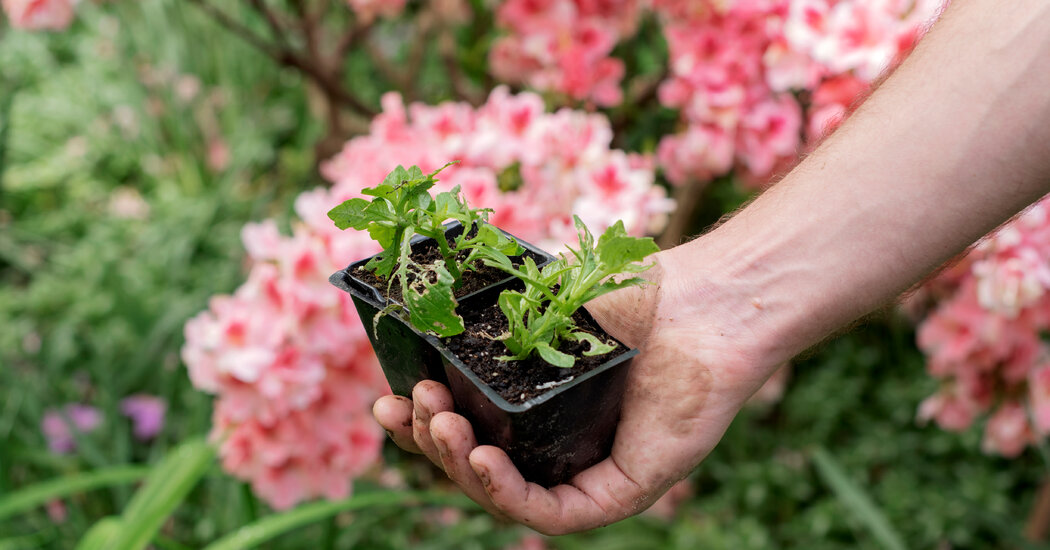 The Health Benefits of Gardening