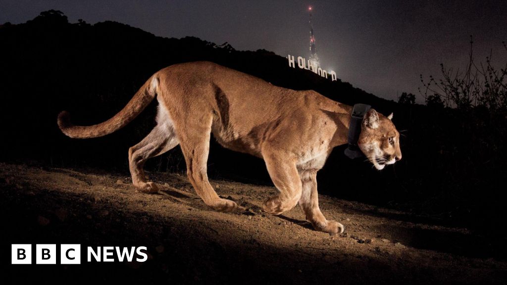 Hollywood’s next big star is a mountain lion