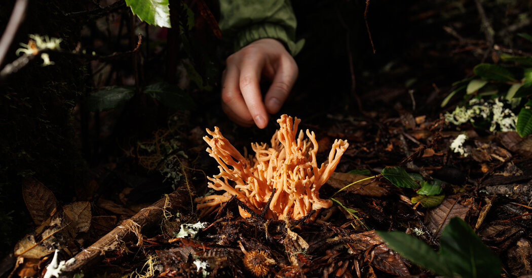 The Mushroom Hunters Can’t Stop Finding Mysterious Fungi