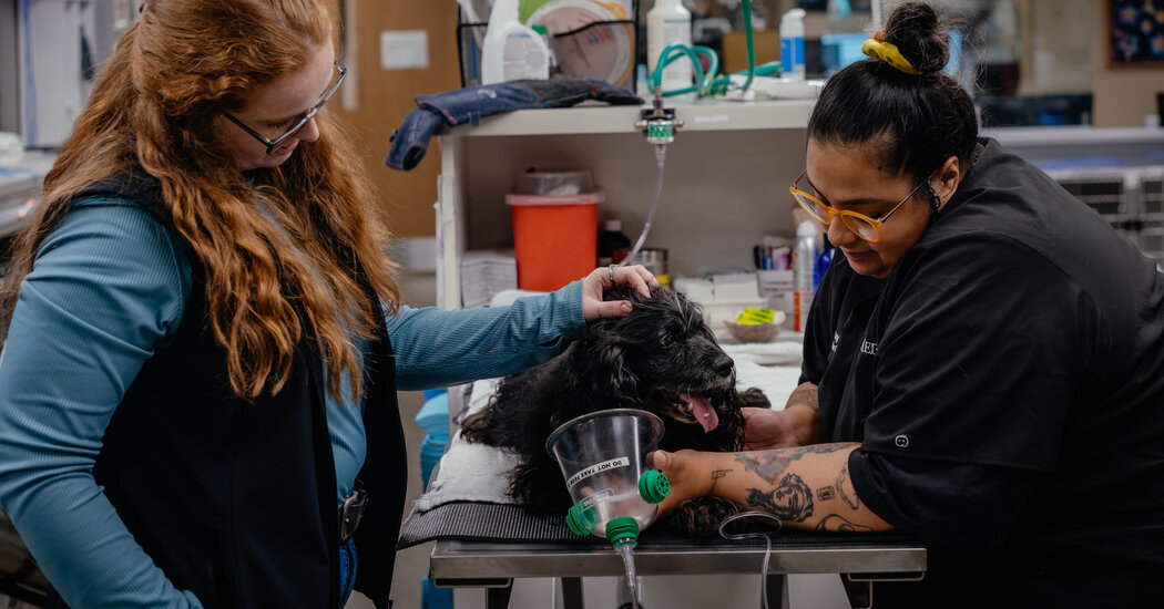 At Animal Hospitals, Social Workers Offer Care for the Humans