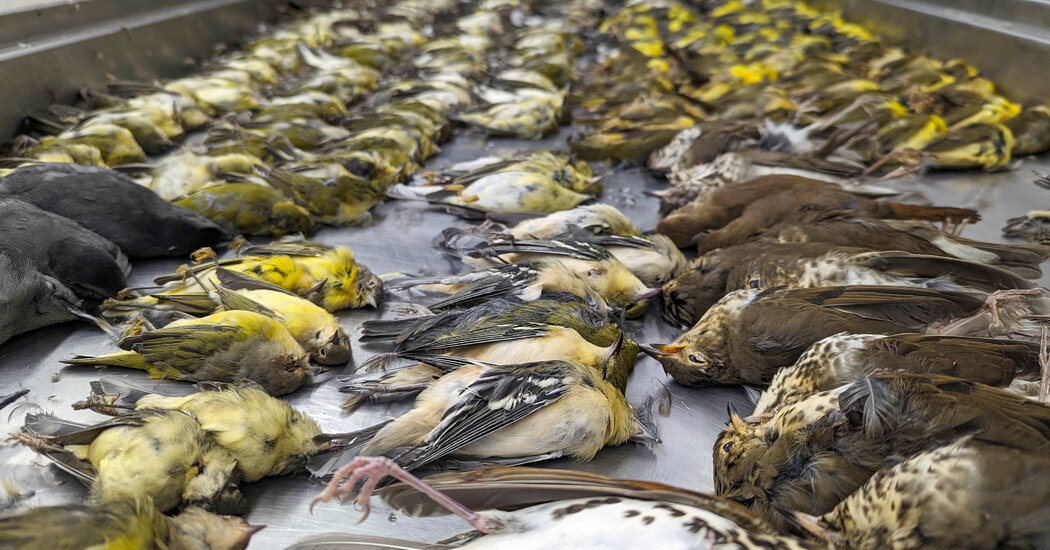 More Than 1,000 Birds Died One Night in Chicago. Will It Happen Again?