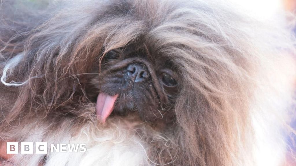 World's ugliest dog contest won by Wild Thang