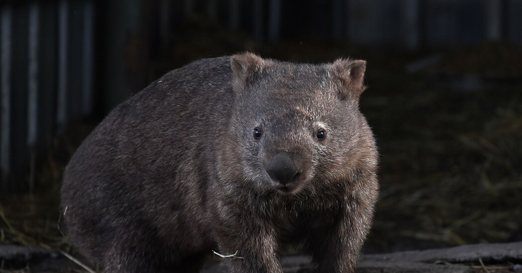How Wombats May Save Other Animals From Wildfires