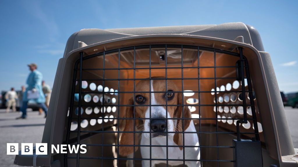 US dog breeder fined $35m after 4,000 beagles rescued