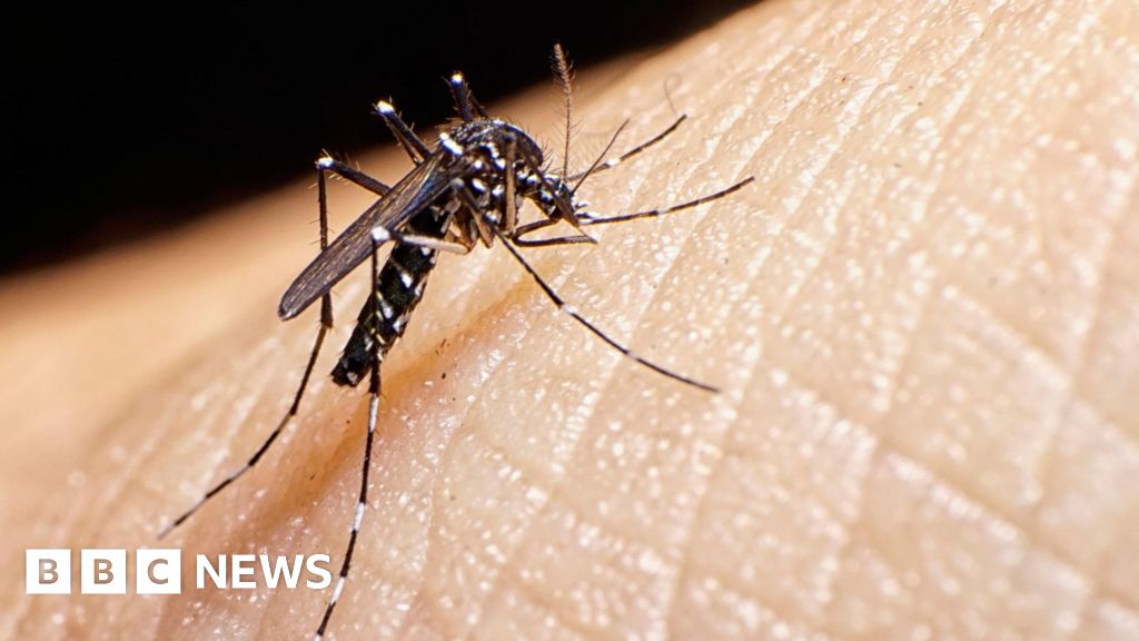 Spread of tiger mosquito behind rise of dengue fever in Europe