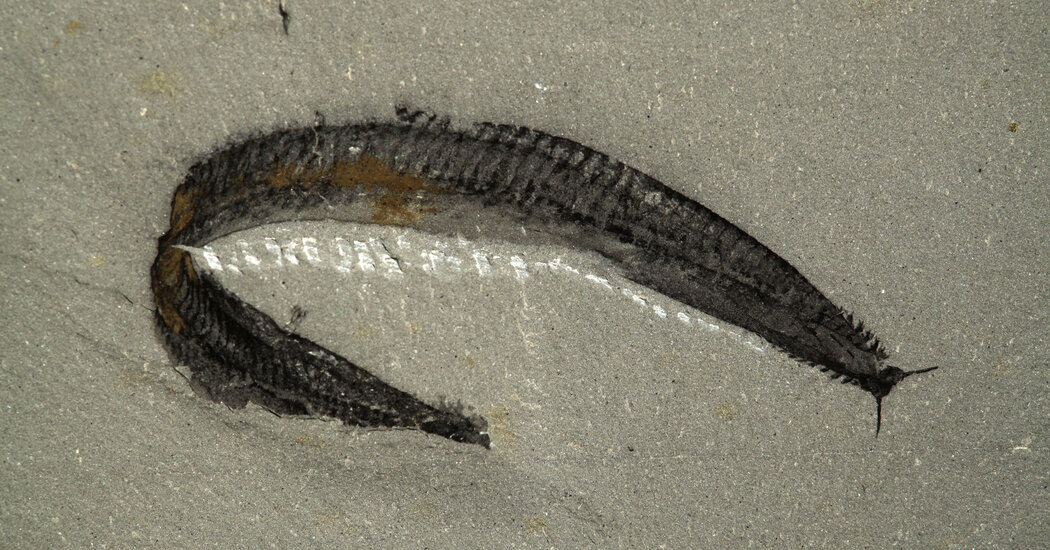 Was This Sea Creature Our Ancestor? Scientists Turn a Famous Fossil on its Head.