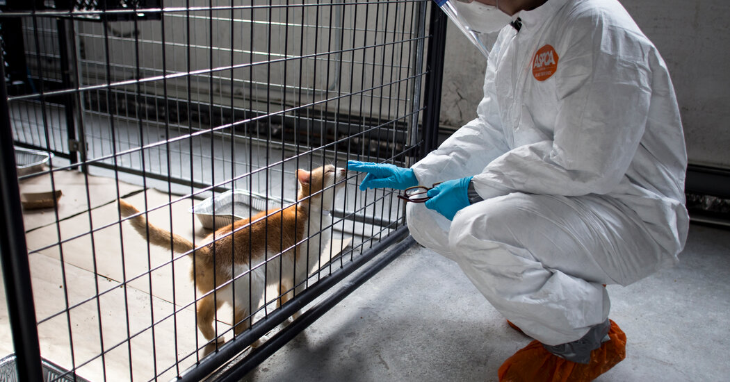 Bird Flu Is Infecting Cats (and the Occasional Dog). Here’s What to Know.
