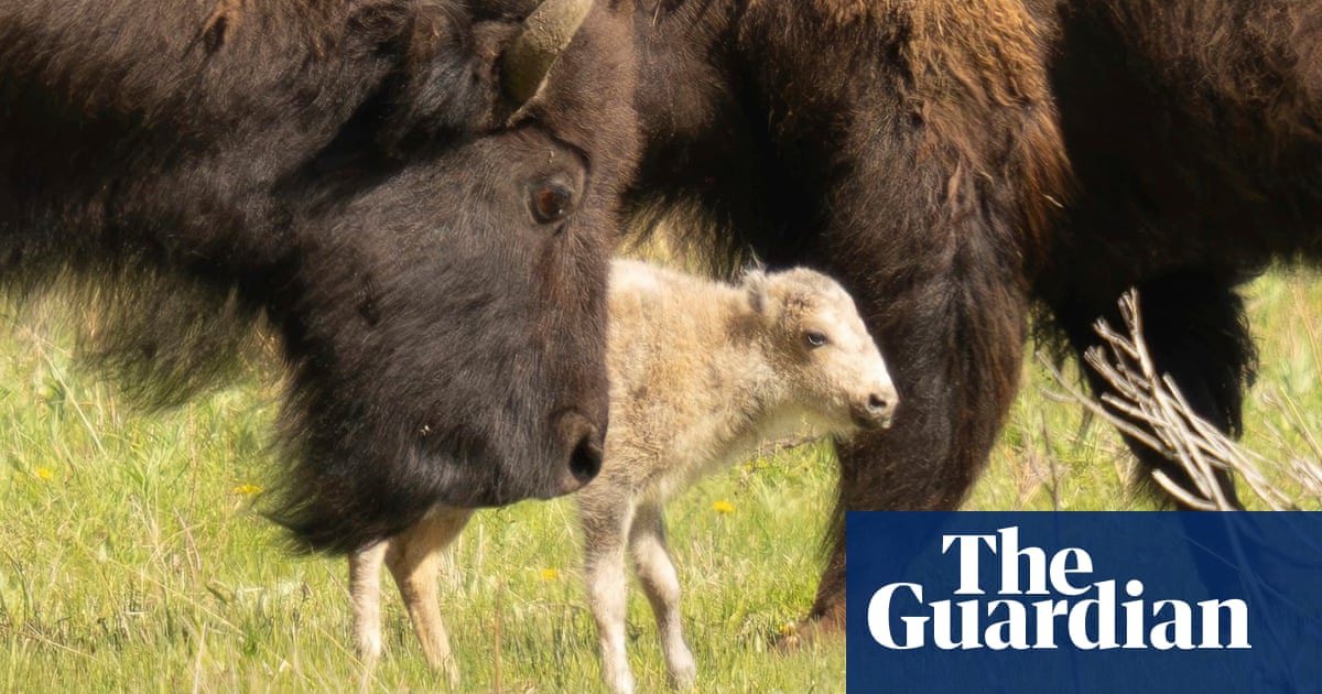 Rare white buffalo sacred to Lakota not seen in Yellowstone since birth | US news