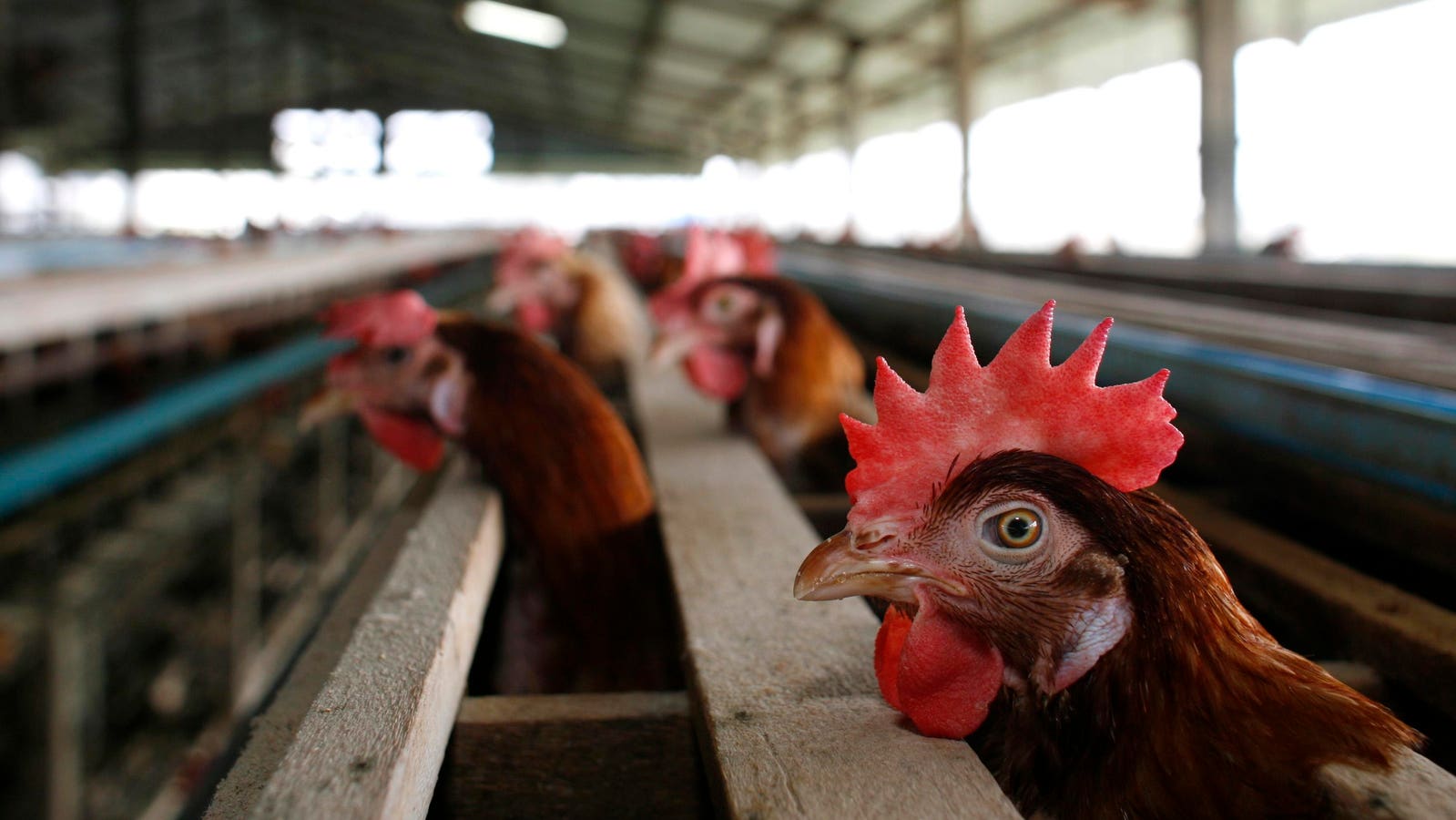 H5N2 Bird Flu Explained—What To Know As First Human Death Confirmed