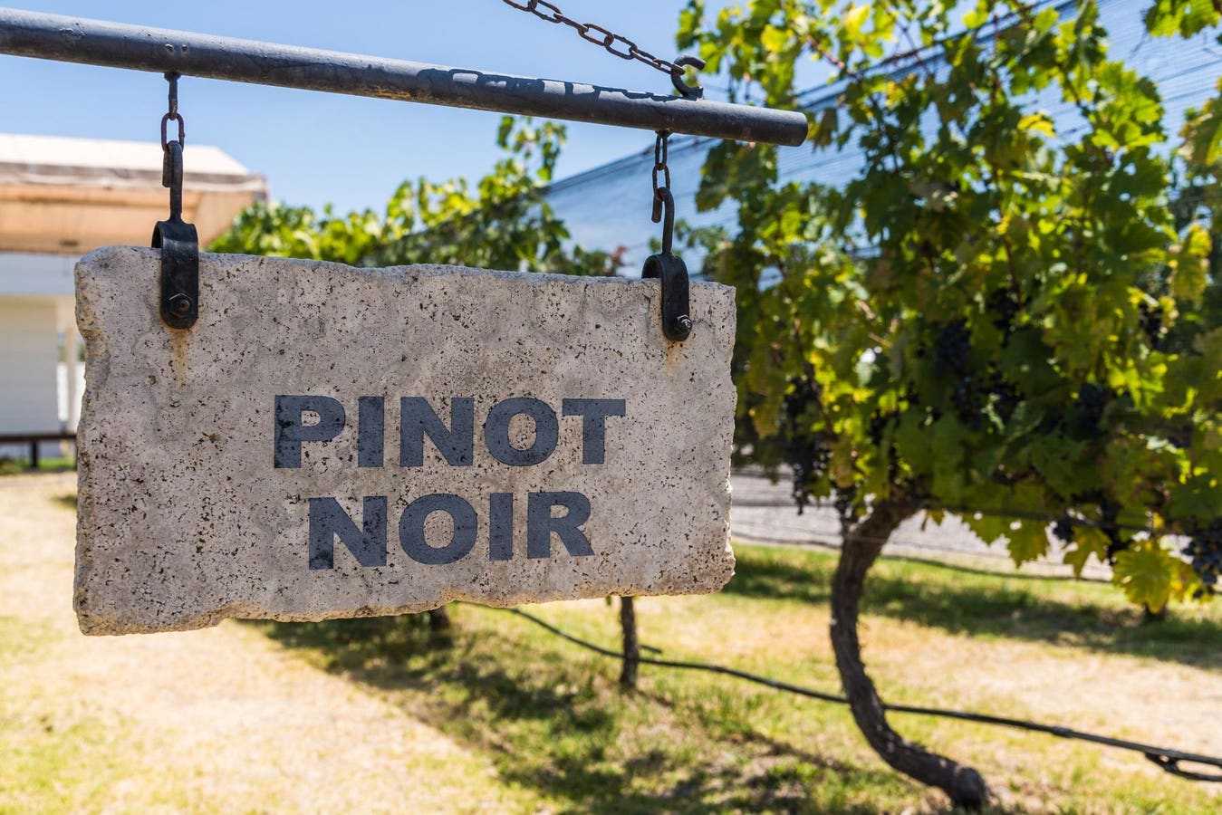 The Essential Guide To Pinot Noir