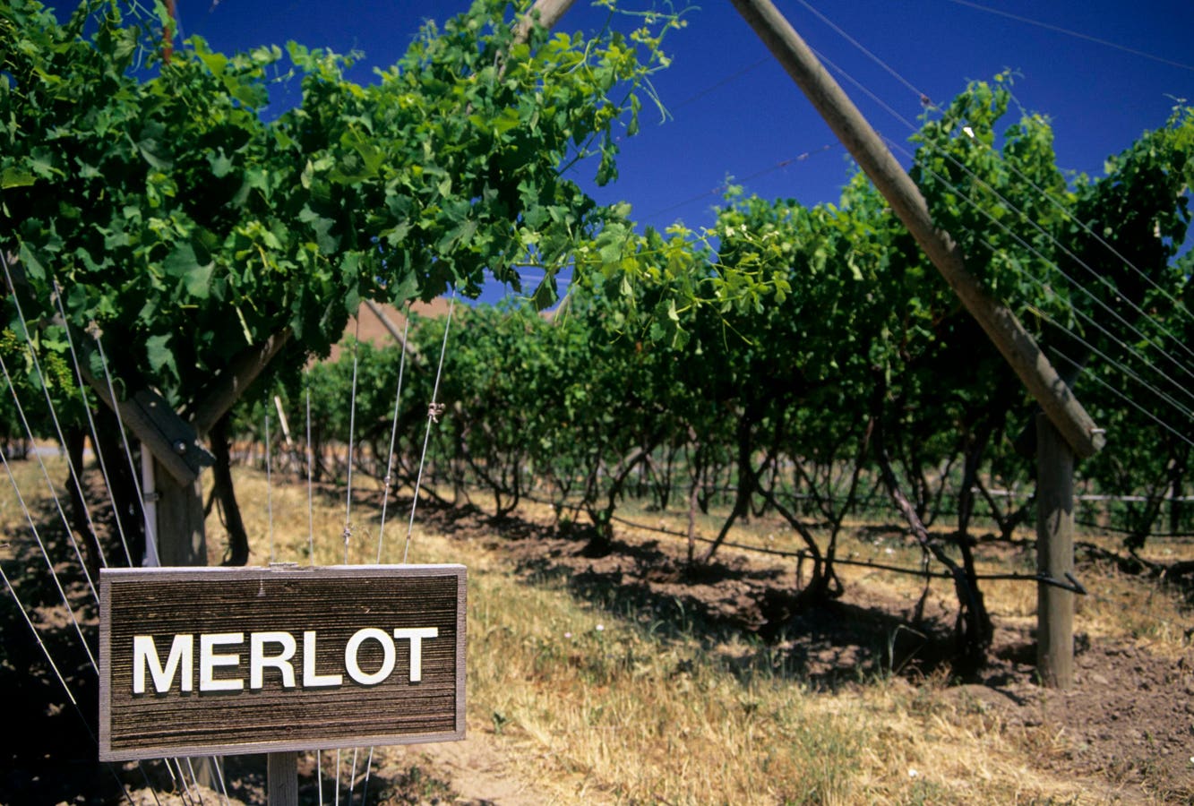 The Essential Guide To Merlot