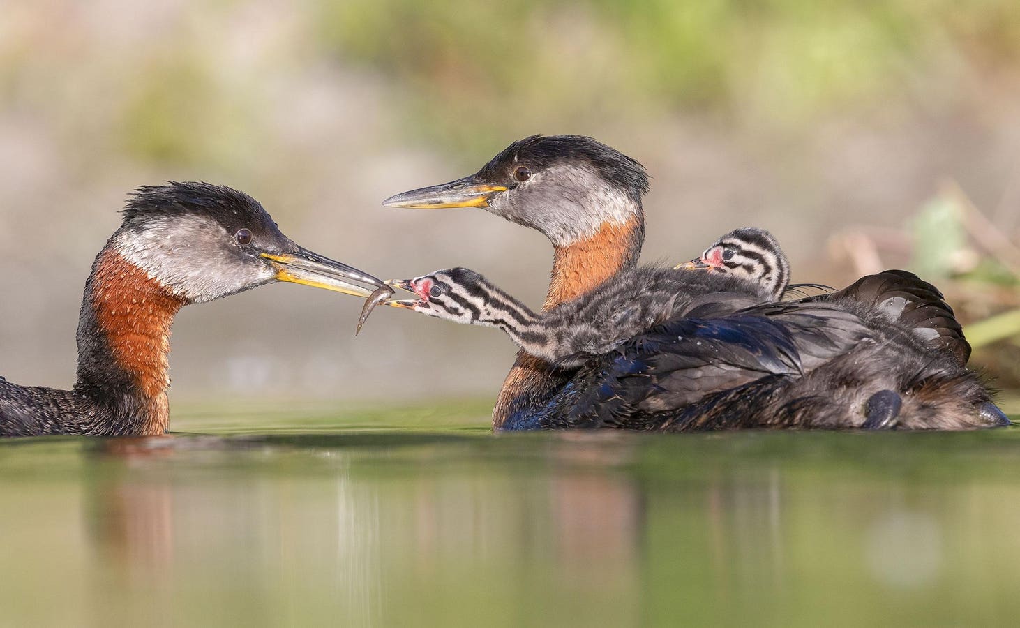 12 Beautiful Photos Of Birds, Winners Of Audubon Photography Awards 2024