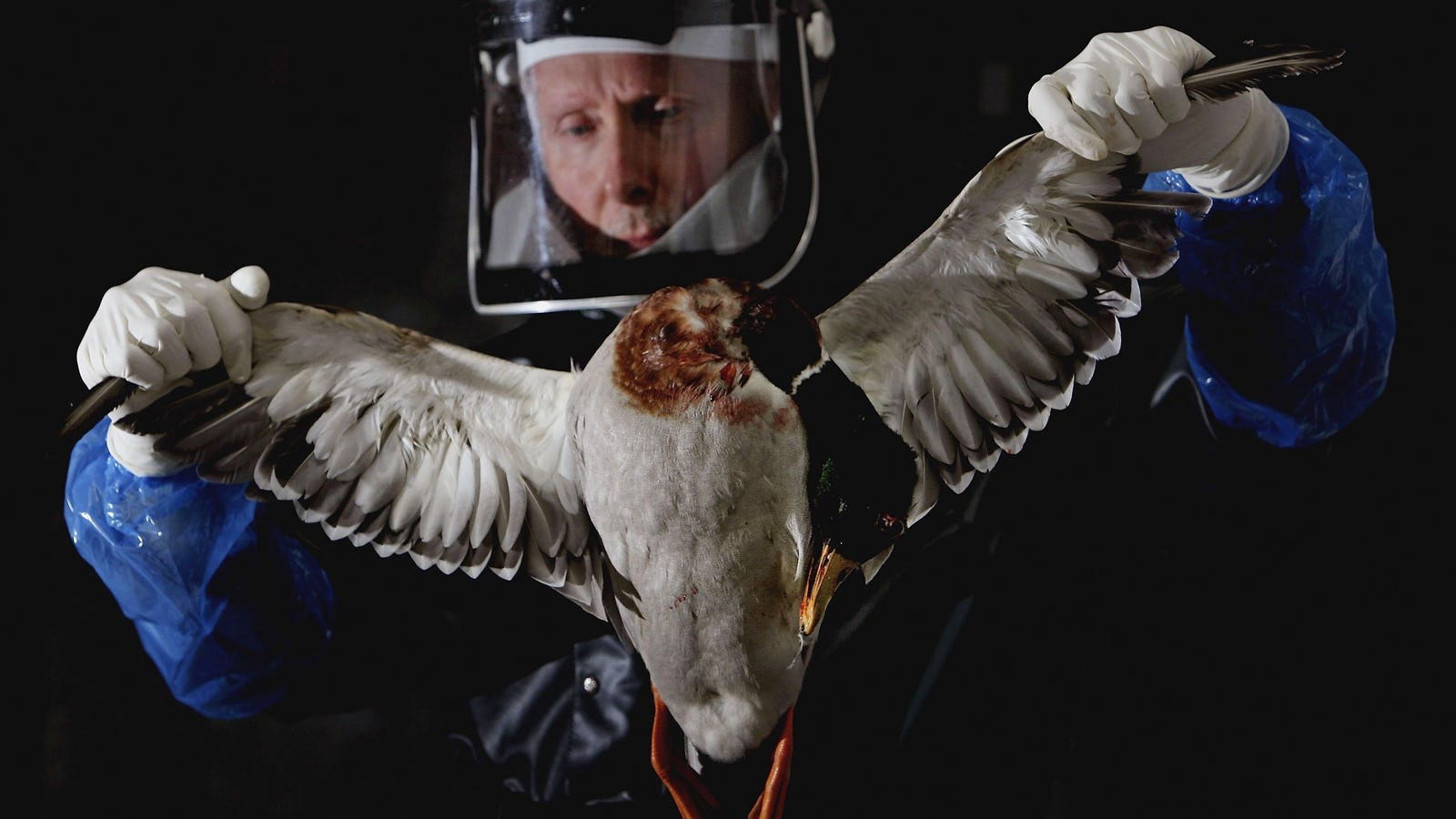 Here’s Why Masking And Other Safety Measures Could Return If A Bird Flu Pandemic Is Declared