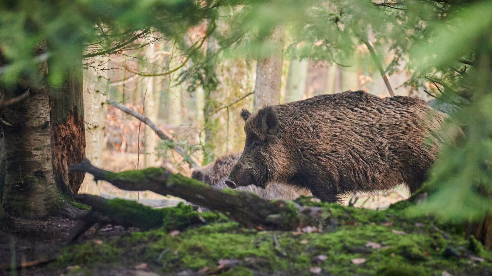 Wild Boar Has Five Times More Toxic PFAS Than Humans Allowed To Eat