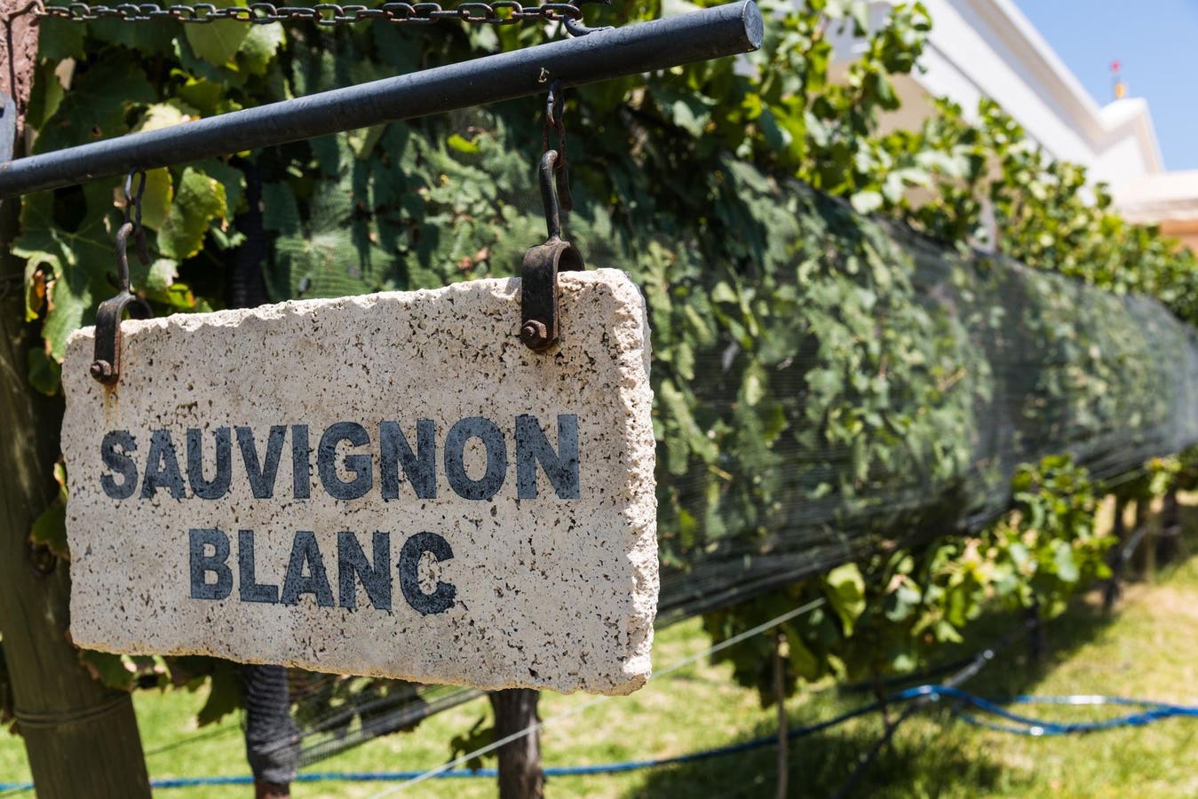 The Essential Guide To Sauvignon Blanc