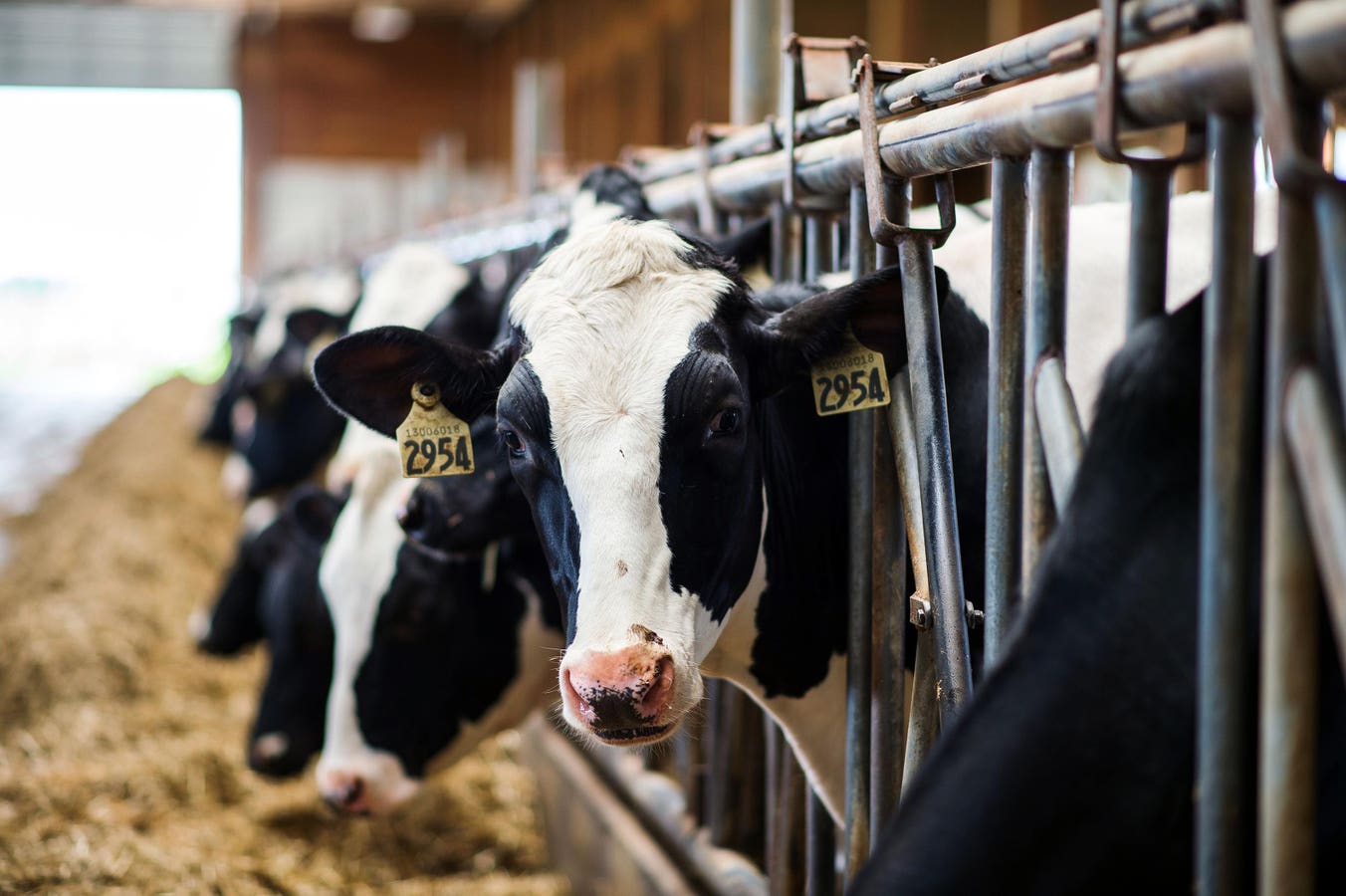 Canada Monitors Milk For H5N1 Amid Outbreaks In U.S. Dairy Herds