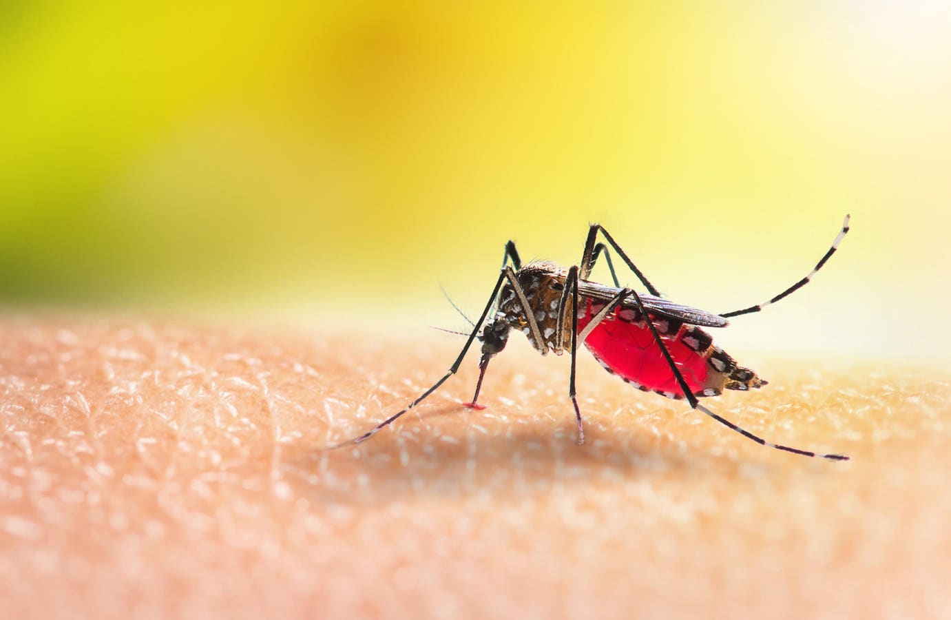 Dengue—Known As Breakbone Fever—Is Having A Record Breaking Year