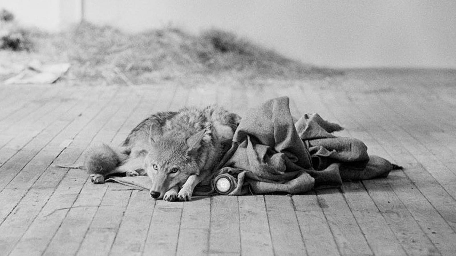 ‘You Like It. It Likes You’: Stephen Aiken’s ‘Coyote’ Photographs