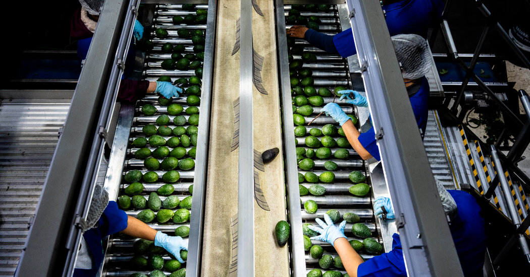 U.S.D.A. Suspends Avocado Inspections in Mexico, Citing Security Concerns