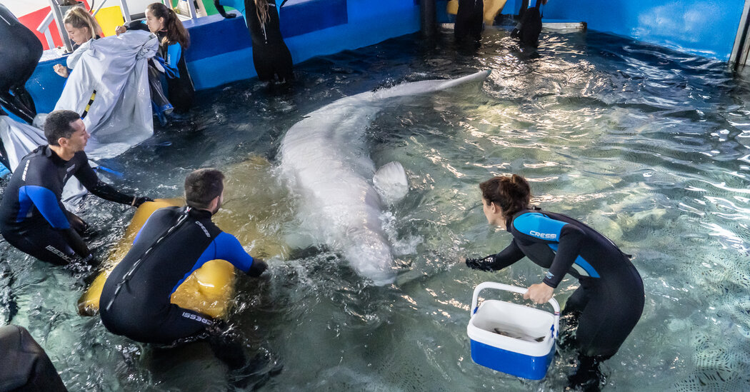 Beluga Whales Are Rescued From Ukrainian War Zone to New Home in Spain