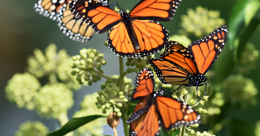 Butterflies Are in Decline. New Research Points to Insecticides.
