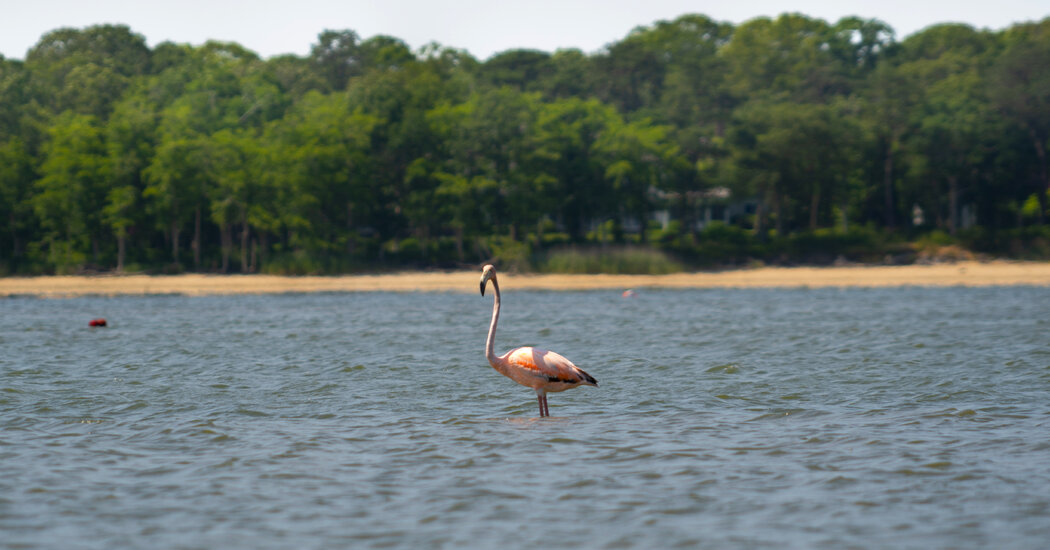 Hamptons Flamingo - The New York Times