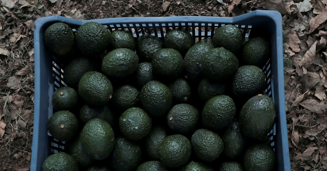 U.S.D.A. Avocado Inspectors Will Start Returning to Mexican Packing Plants