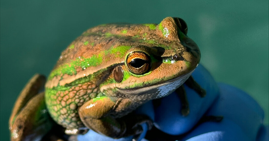 If You Give a Frog a Sauna, It Might Fight Off a Deadly Fungus