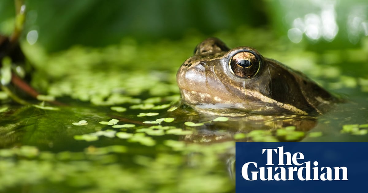 Britain embraces pond life as aquatic garden plant sales boom | Gardens