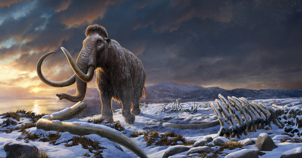 The Last Stand of the Woolly Mammoths