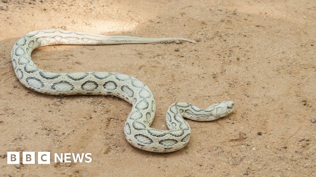 Bangladesh reels from surge in snake bites