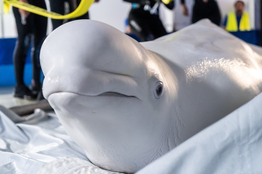 Beluga whales rescued from bombing in Ukraine