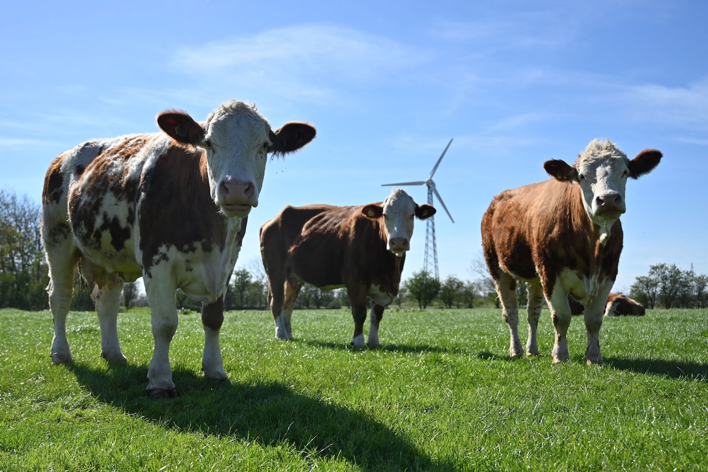 Denmark set to impose world’s first carbon tax on gassy cows