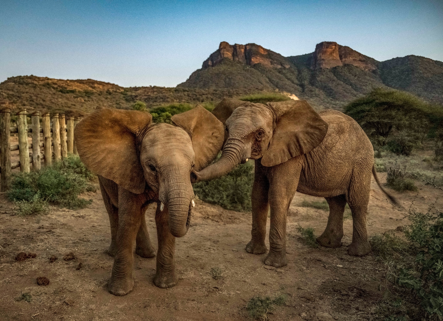 Orphaned Kenyan elephants “rewilded” after years in Reteti sanctuary