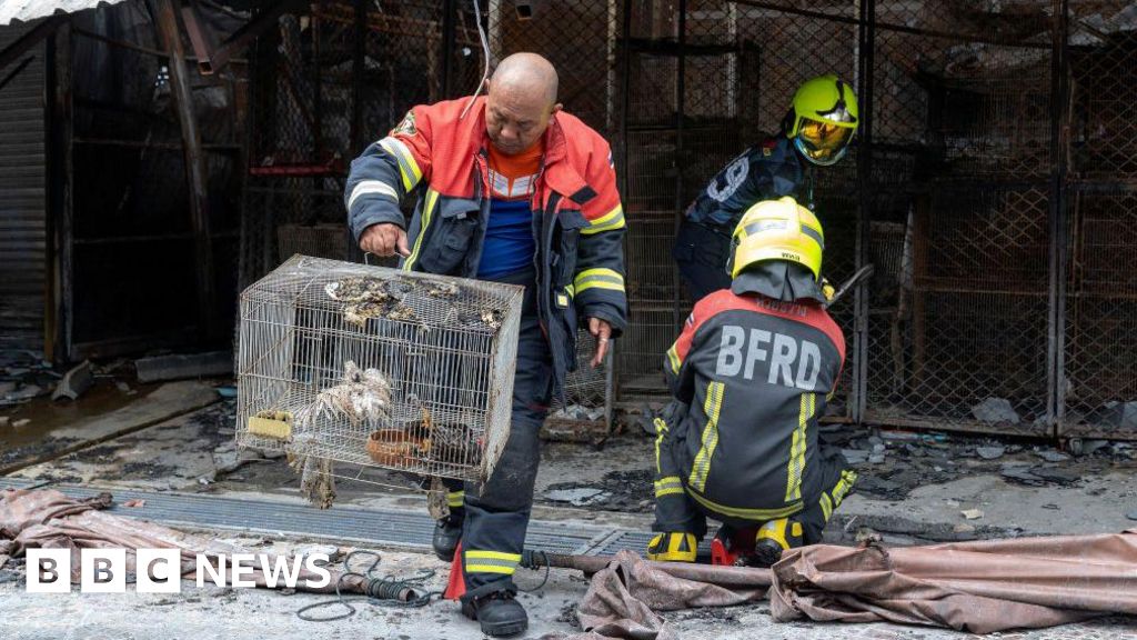 Chatuchak market fire kills 1,000 animals